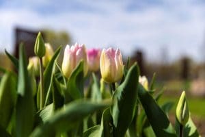 barrie.ca/CommunitiesInBloom